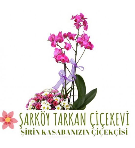 ÇİFT DAL ORKİDE ÖNÜ BAHAR GÜZELLİĞİ