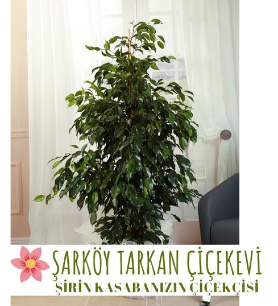 BENJAMİNKE