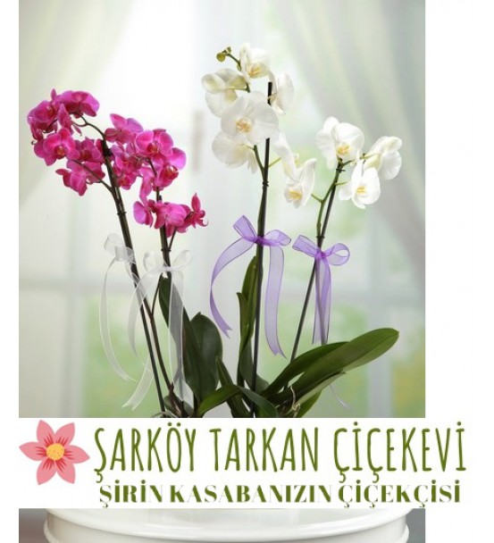 İKİZ ORKİDELER