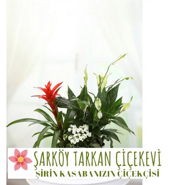 SAKSI ARANJMANI UYUM