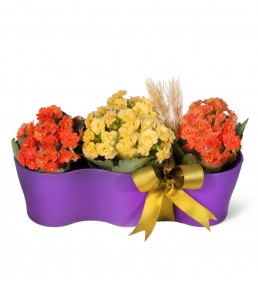 KALANCHOE 3LÜ TANZİM