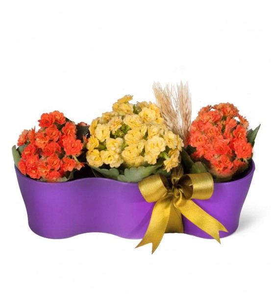 KALANCHOE 3LÜ TANZİM