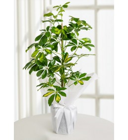 ŞEFLORA BİTKİ