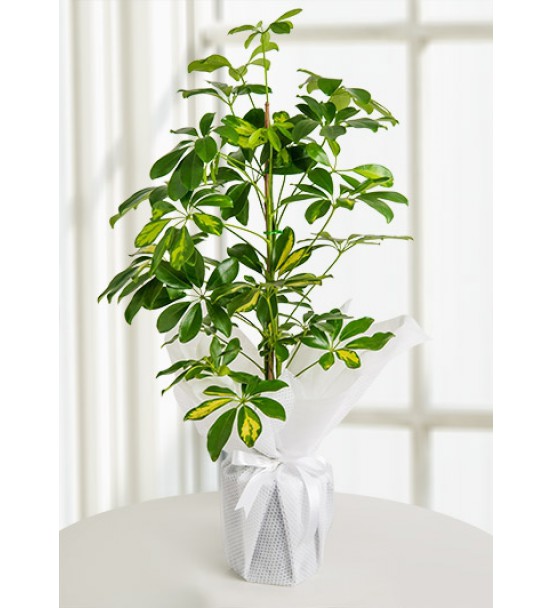 ŞEFLORA BİTKİ